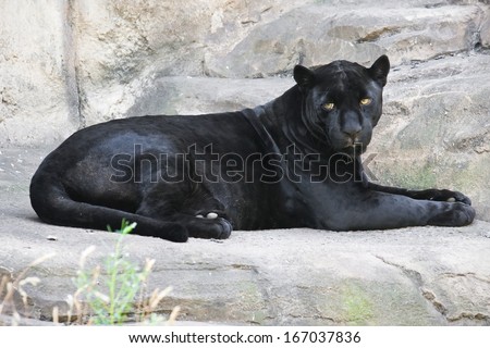 Beautiful photo of graceful black leopard - panther