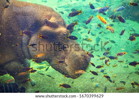 colorful positive picture with hippo and fish