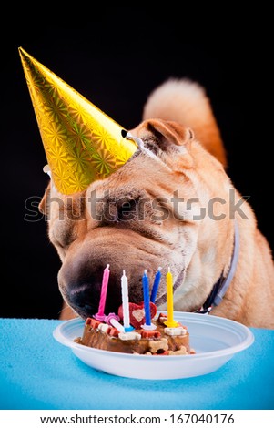 beautiful sharpei dog celebrating birthday
