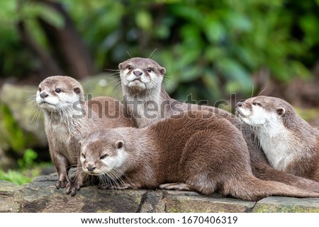 Group of four attentive Oriental small-clawed otters, Aonyx cinereus, against green  foliage background.