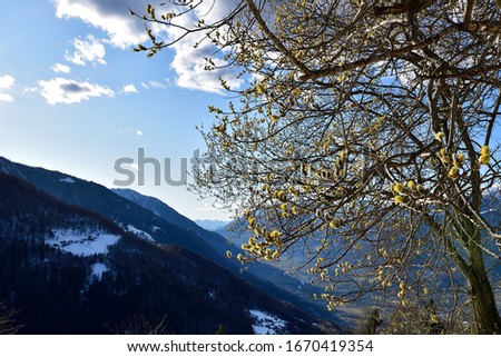 Picture of a goat willow, Salix Caprea, blooming early march over the Alps.