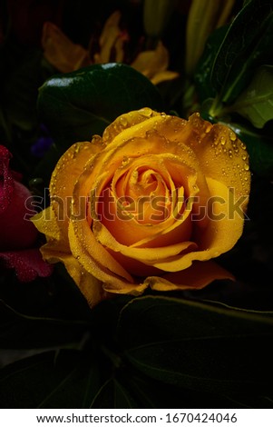 Dreamy yellow rose stem closeup