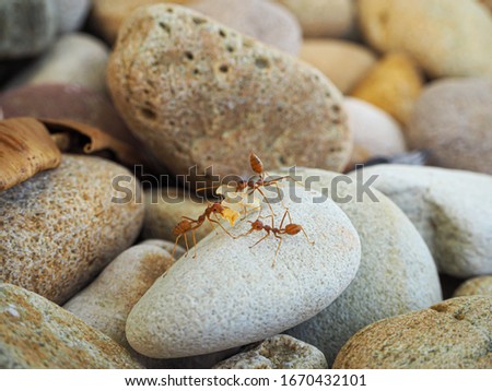 Red weaver ants carrying food , teamwork concept
