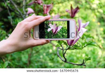 photograph beautiful magnolia flowers, on camera phone, in a spring park, close-up photo
