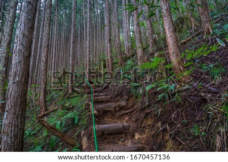 Hiking path in coniferous forest. Pine trees trunks and hiking path with steps. Temperate coniferous forest 