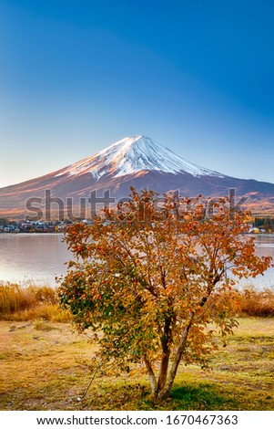 Unique Japan Travel Destinations. Recognizable Fuji Mountain At Kawaguchiko Lake in Japan.With  Tangerine Tree in Foregound. Picture Taken At Fall. Vertical Image