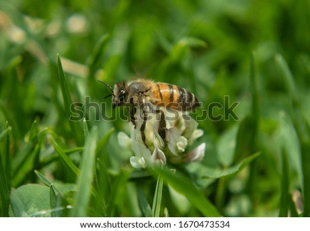 Macro Photography to a bee flying over a wild flower growing up in green grass at sunny day