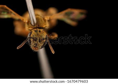 Lasioglossum vierecki, bee Macro , Closeup of face fluffy head of bee, Flying insect
bee Macro lens, Closeup of face fluffy head of bee, Flying insect
