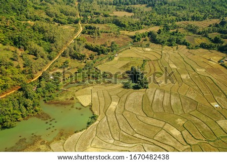 Yellow rice fields next to a small lake and a small path near luang prabang in laos   