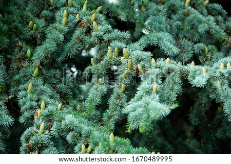 Natural green pine leaves texture.