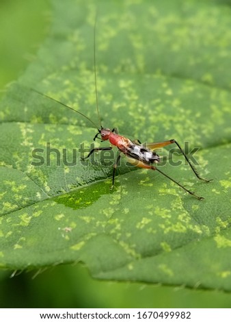 A young nymph of a red cotton stainer bug is foraging a green leaf.