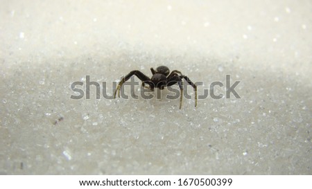 Spider on white background
black spider 
Spider is waiting for prey.
jumping spider
insect, insects, bug, bugs, animal, animals, wildlife, wild nature, forest, woods, garden, park