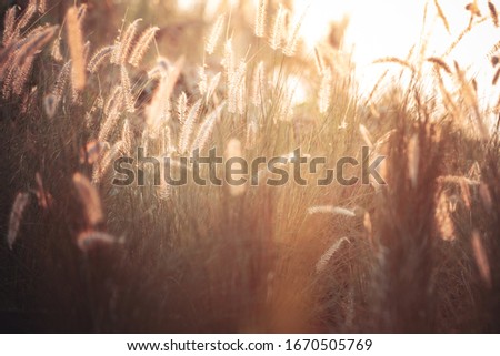 silhouette of grass flower and tree during sunset, sun beam sun flare