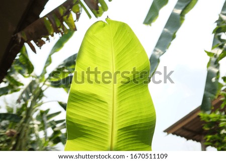 structure of fresh banana leaves green