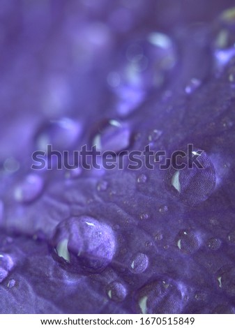 Closeup violet petals of petunia flower  with water drops and blurred background , macro image ,sweet color for card design ,