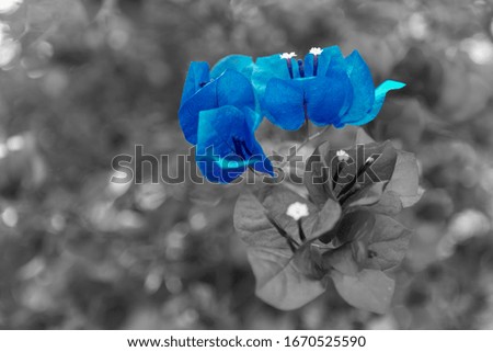 color flowers on black and white background