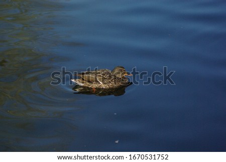 Duck out for a swim on the water