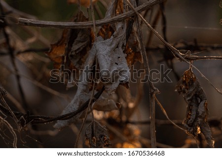 sunset background dried leaves plant green brown abstract spider web dead flora flowers beautiful colorful weather bright sunny day 