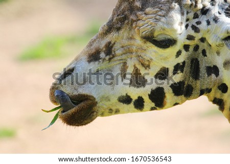 detail of the giraffe's head feeding