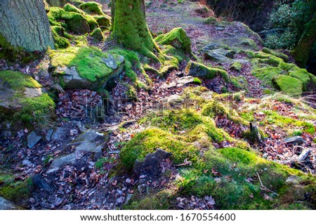 Beautiful Moss Tree Roots Forest 