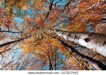 Beautiful forest, autumn