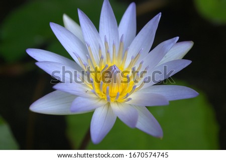 Nymphaeaceae-Water Lily. 
Gear: Nikon D3100 - lens KIT Royalty-Free Stock Photo #1670574745