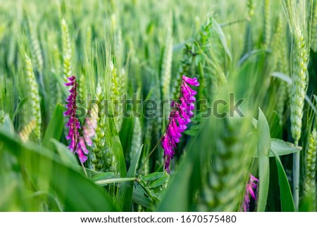 The wheat stems grow with weeds Royalty-Free Stock Photo #1670575480