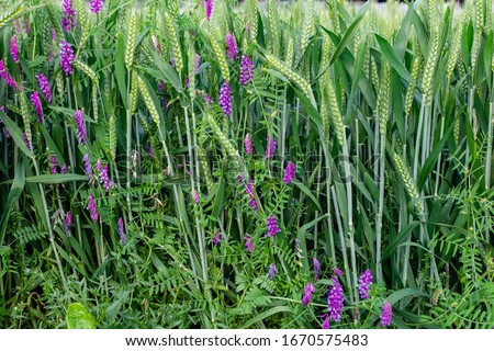The wheat stems grow with weeds Royalty-Free Stock Photo #1670575483