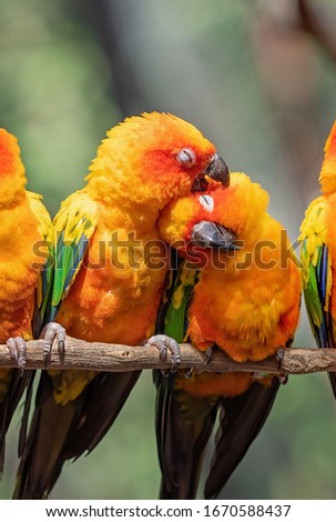 Closeup Two Sun Conure Parrot Perched on Branch Isolated on Background