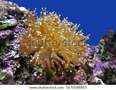 The Frogspawn Coral (Octopus Coral,Zig-Zag Coral) in marine aquarium. Euphyllia divisa is a large-polyped stony coral native to the Indo-Pacific islands.  Royalty-Free Stock Photo #1670588803