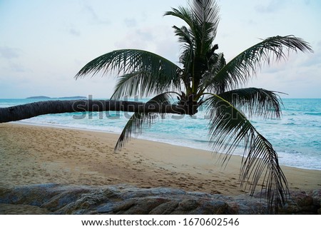 Palm tree on the sunset view. Near the beach. Horisontal palm tree.   