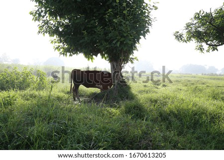 A cow looking for grass to eat in the grass field