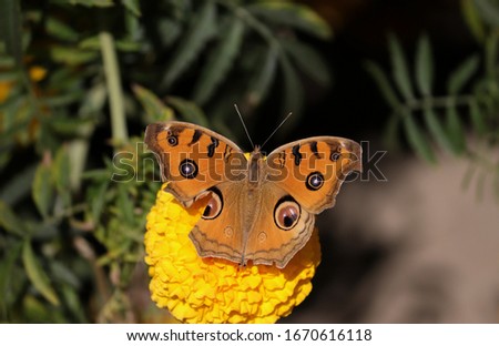 Peacock Pansy Butterfly or Junonia Almana Collecting Honey From Marigold Flower with Selective Focus, Perfect for Wallpaper