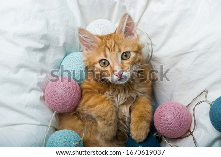 Cat day holiday. Happy little ginger cat lying in the bed.  Royalty-Free Stock Photo #1670619037