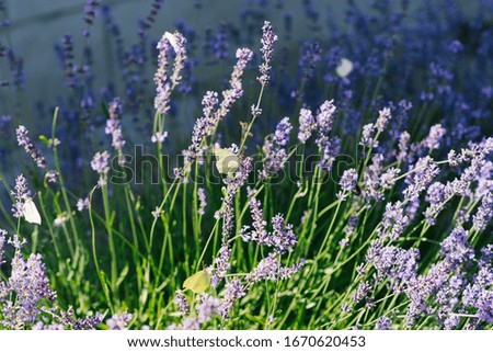 Lavender flowers in the field and a lemongrass butterfly on the flower.