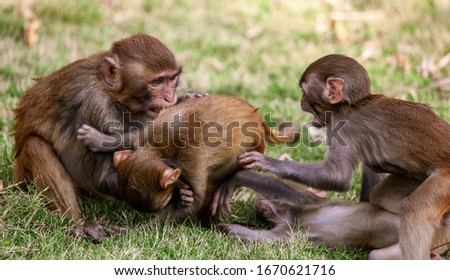 Monkey fight in the park. Animal mammal