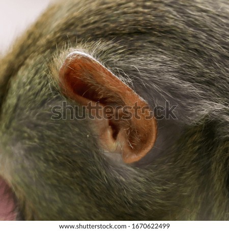 The ear on the head of a monkey. Animal mammal