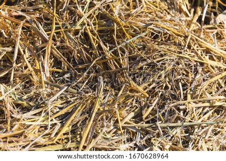 Dry hay close-up image as a natural background. the natural background. Dry grass.