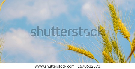 Wheat crops in blue sky background in summer, panoramic banner 