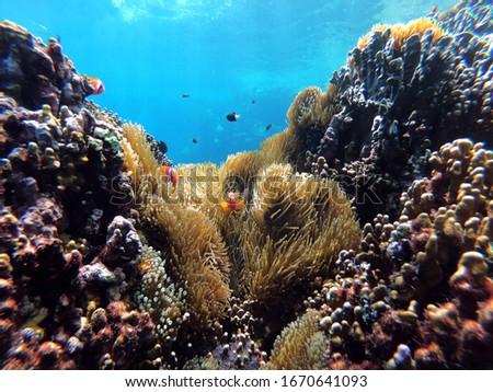 Clown fishes island in Lanyu, Taiwan. Royalty-Free Stock Photo #1670641093