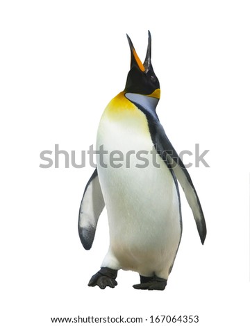 Emperor penguins. isolated on white background