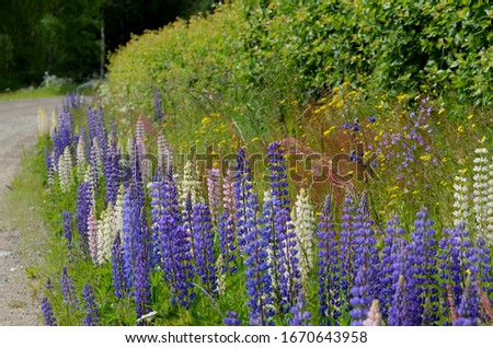 Garden lupin (Lupinus polyphyllus) growing on the roadsides in Finland. Blue, pink and white flowers Royalty-Free Stock Photo #1670643958