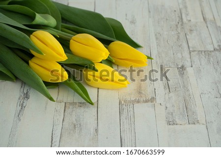 Five yellow tulips lie on a white wooden background