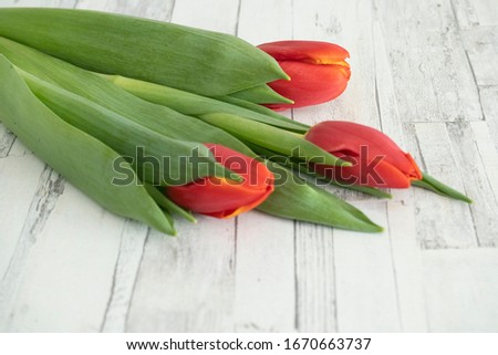 Three red tulips lie on a white wooden background