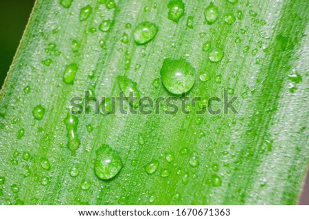 Green leaf with water drops, macro. background
