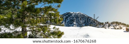 Panoramic of a large snow covered mountainside with a pine tree up close on a clear day in Turkey