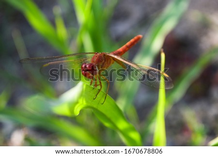 close up of red dragonfly on flower in garden nature outdoor insect , orange color animal wild plant leaf green background wildlife