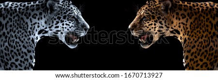 Wild leopard, jaguar, cheetah, on black background, horizontal photo