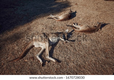 Sleeping Kangaroos Living Their Best Life