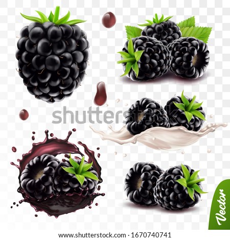 3d realistic transparent isolated vector set, whole and slice of blackberry, blackberry in a splash of juice with drops, blackberry in a splash of milk or yogurt Royalty-Free Stock Photo #1670740741